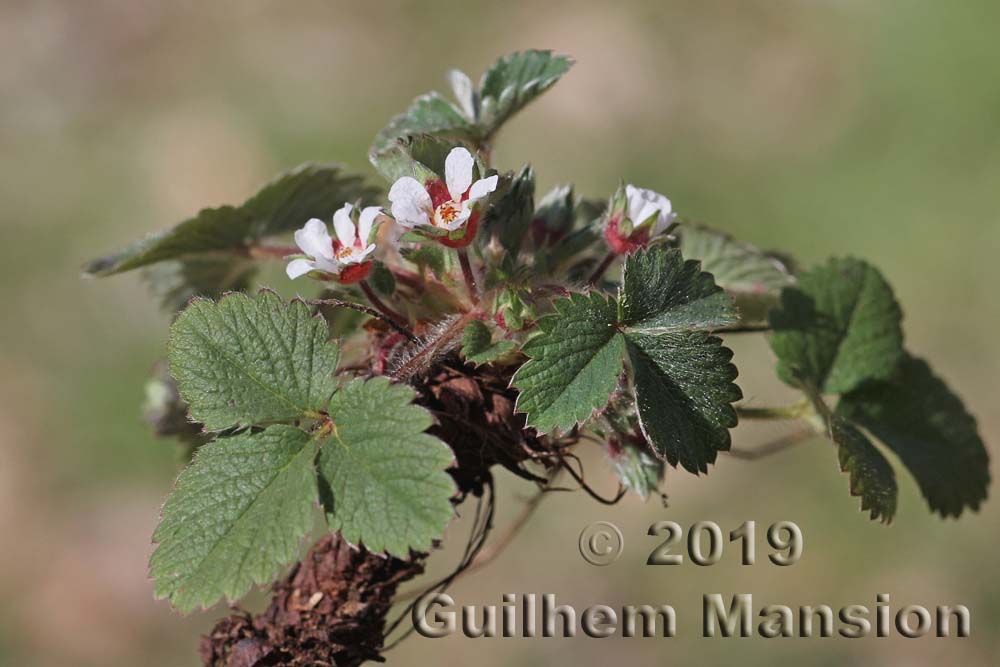 Potentilla micrantha