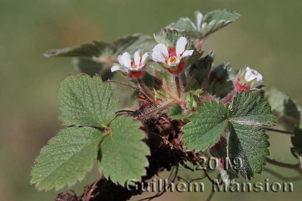 Potentilla micrantha