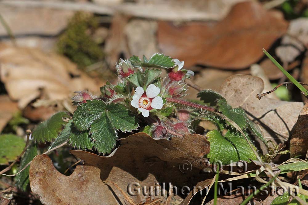 Potentilla micrantha