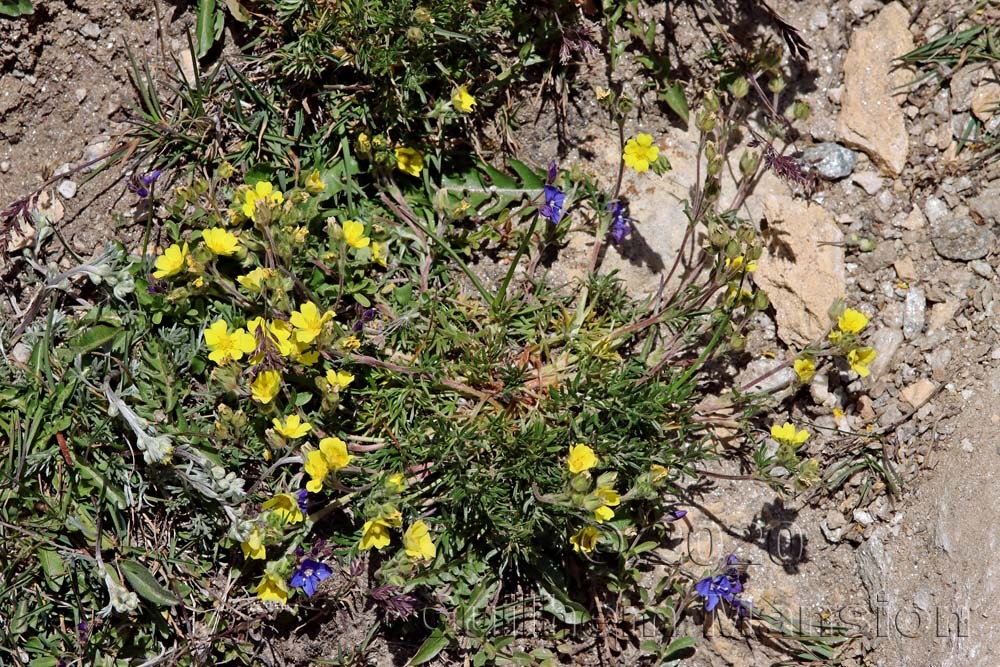 Potentilla multifida