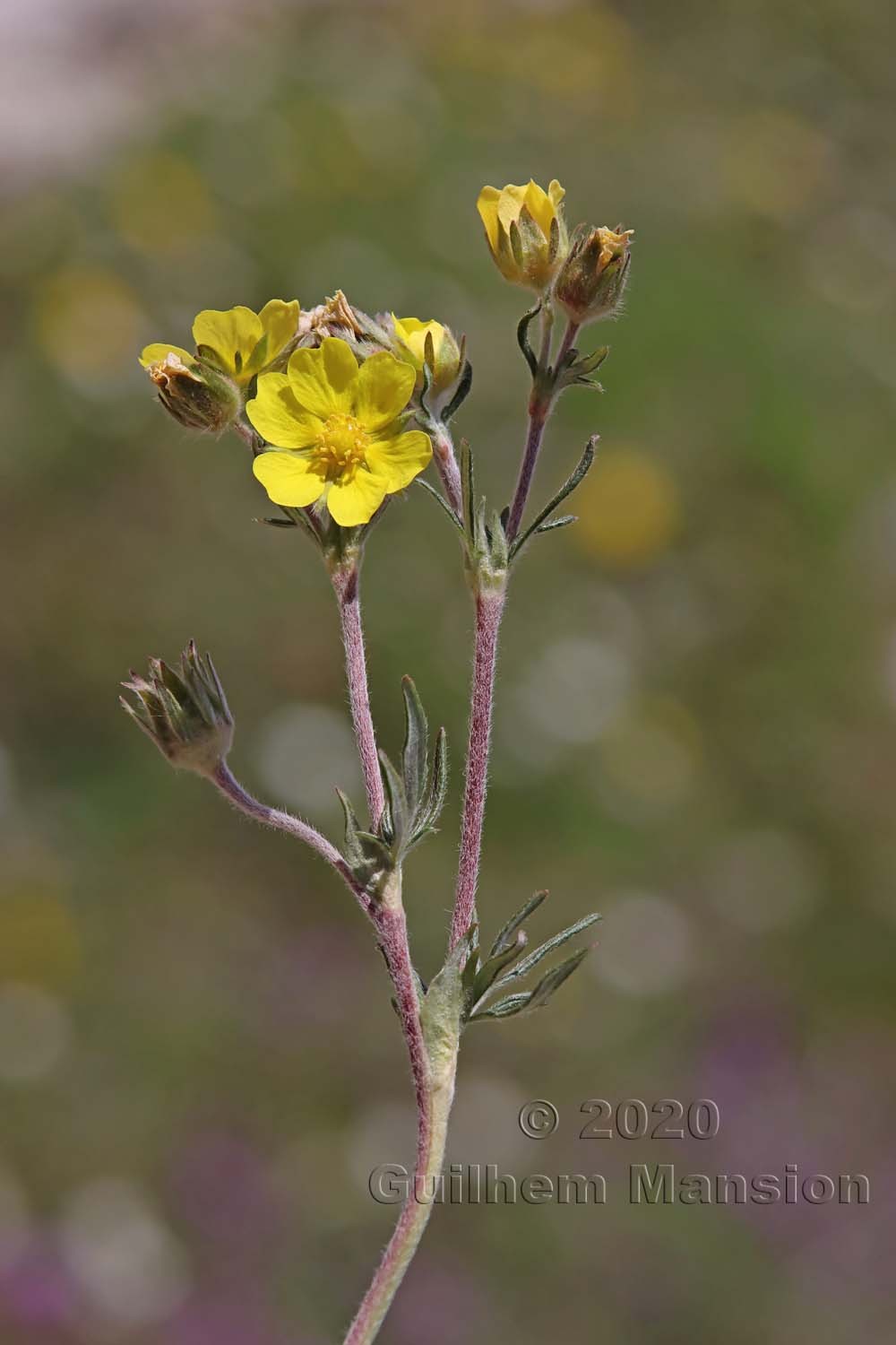 Potentilla multifida