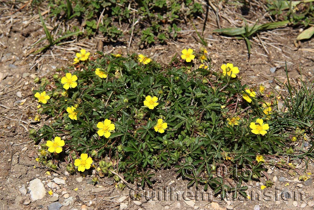 Potentilla neumanianna