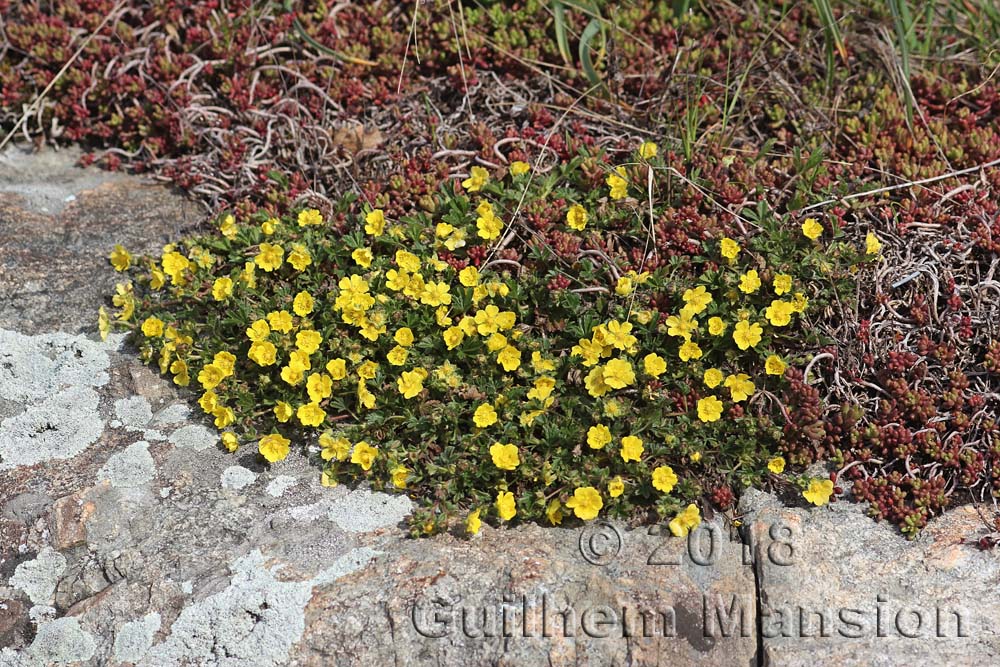 Potentilla pusilla