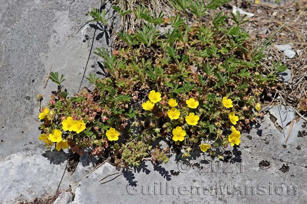 Potentilla pusilla