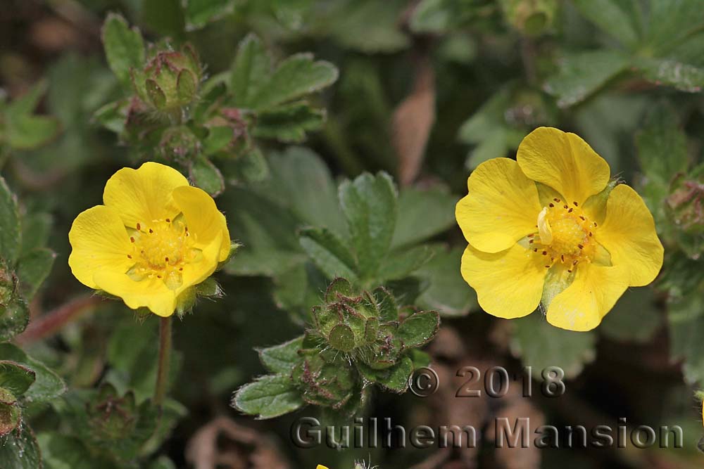 Potentilla pusilla