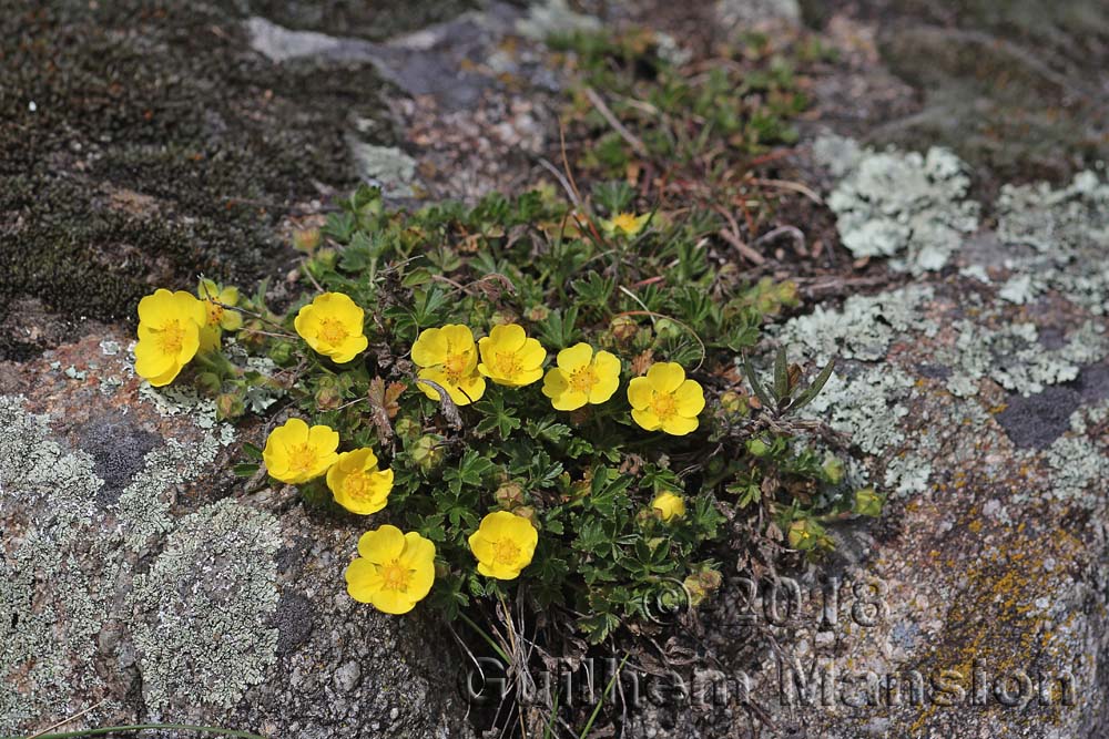 Potentilla pusilla