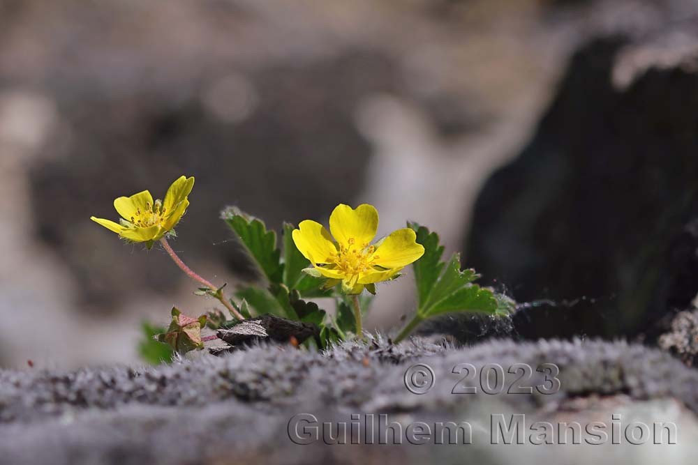 Potentilla pusilla