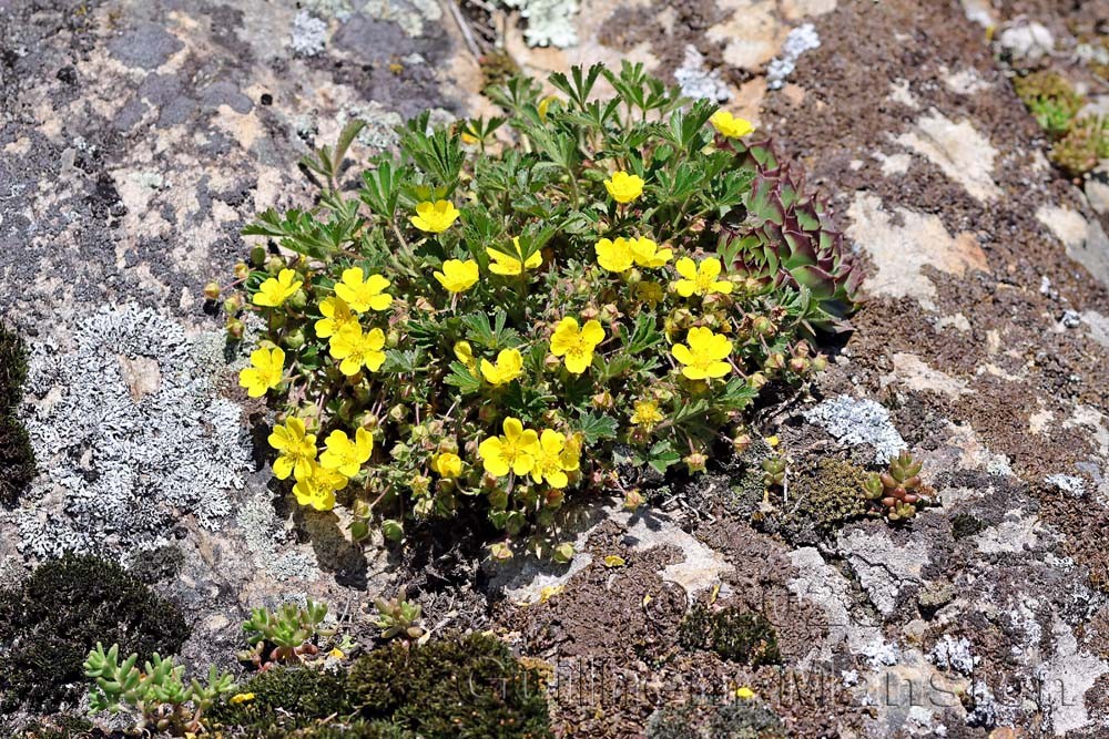 Potentilla pusilla