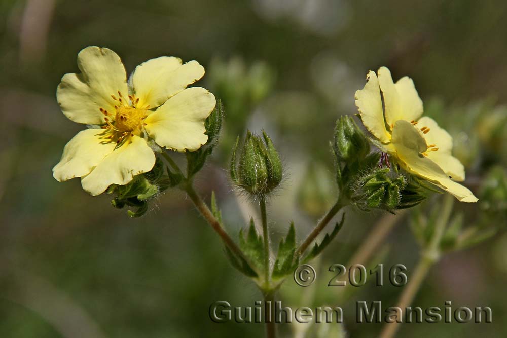 Potentilla recta