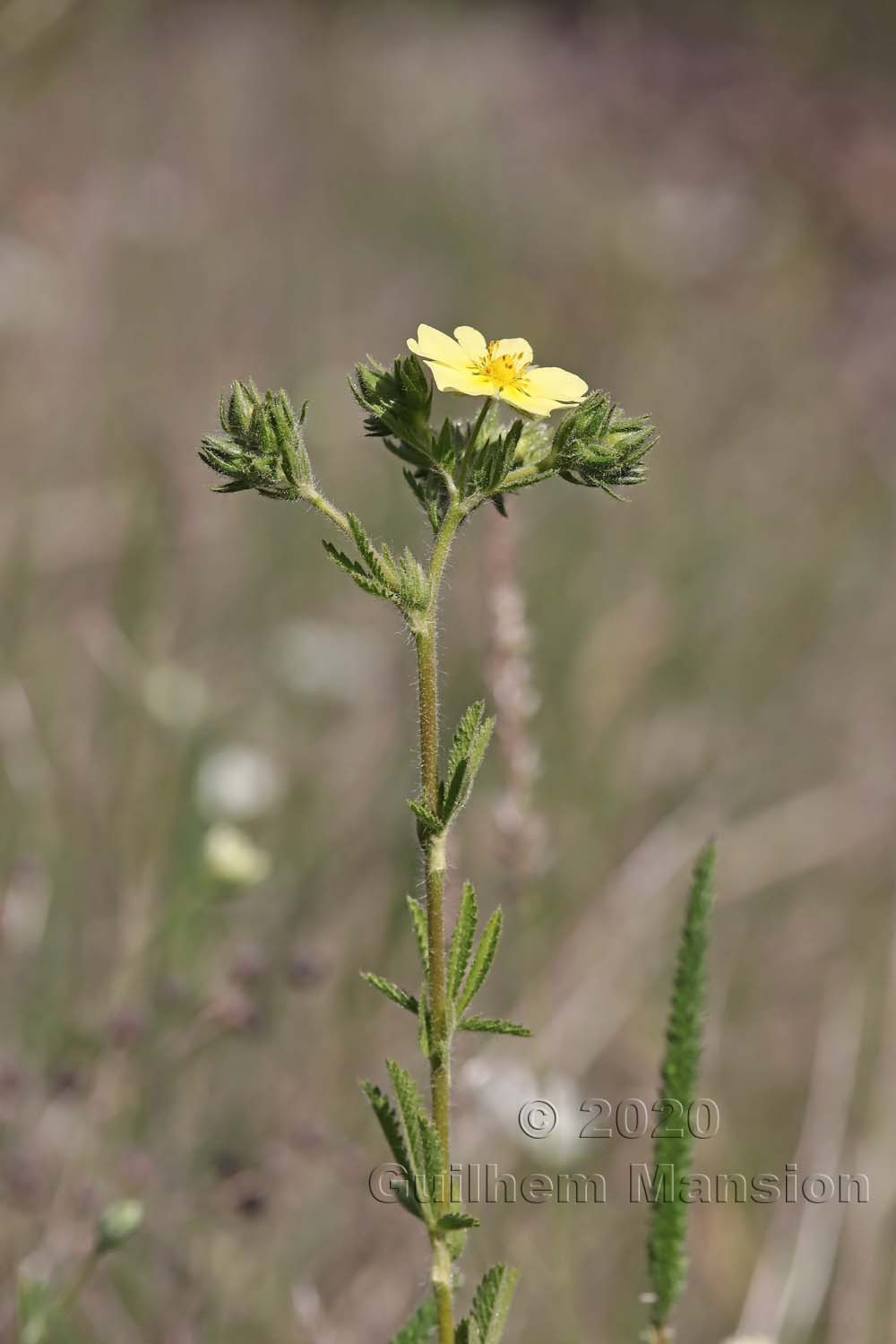 Potentilla recta