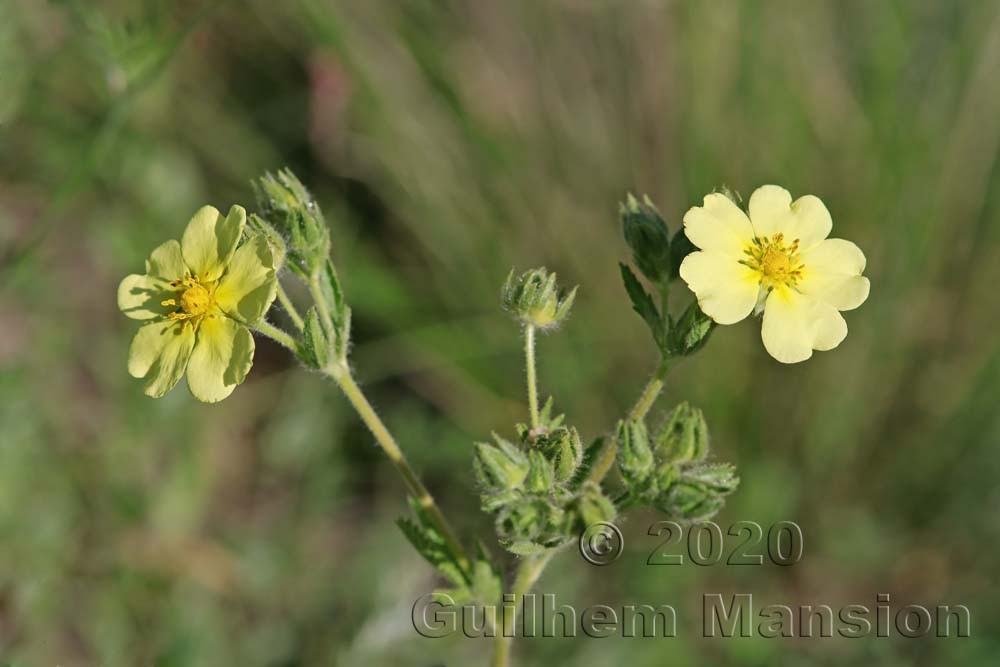 Potentilla recta