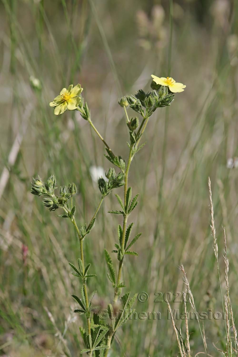 Potentilla recta