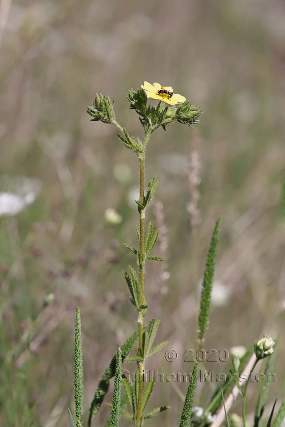 Potentilla recta