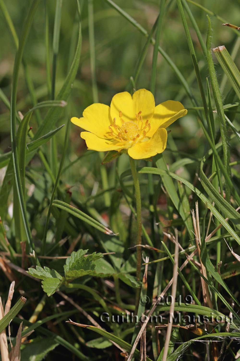 Potentilla reptans