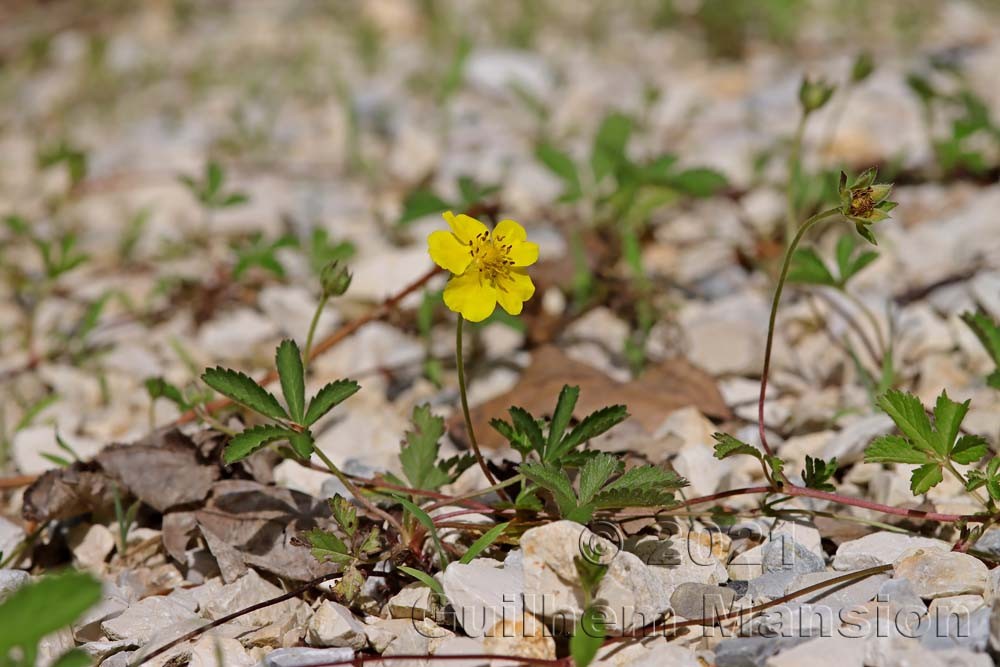 Potentilla reptans