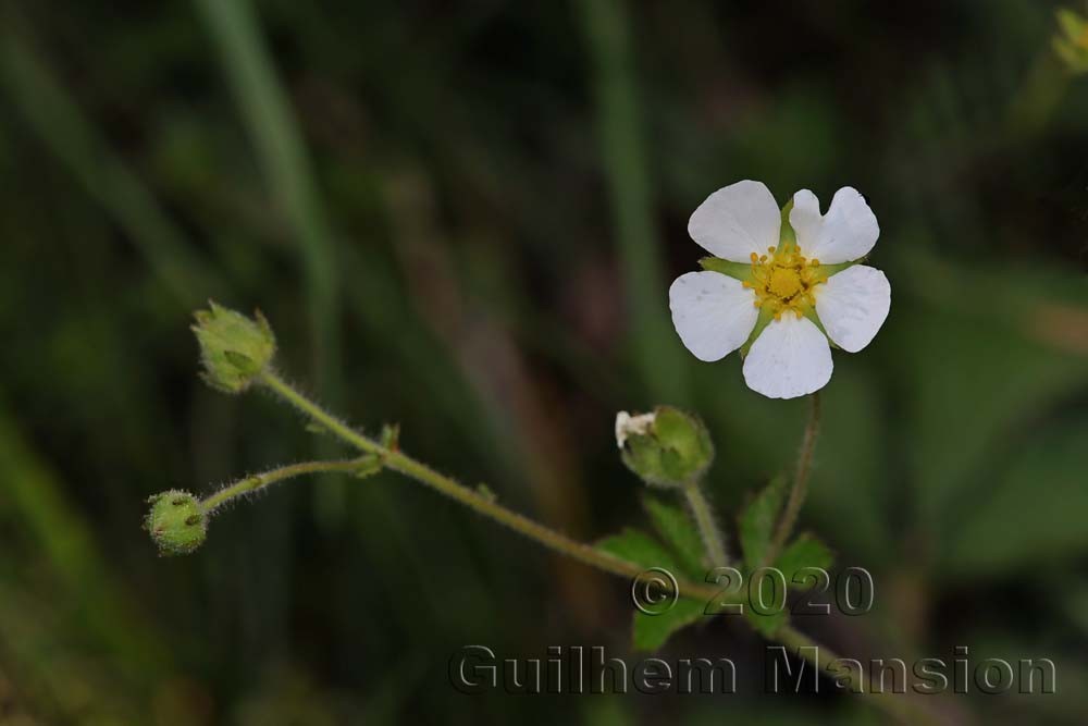 Drymocallis [Potentilla] rupestris