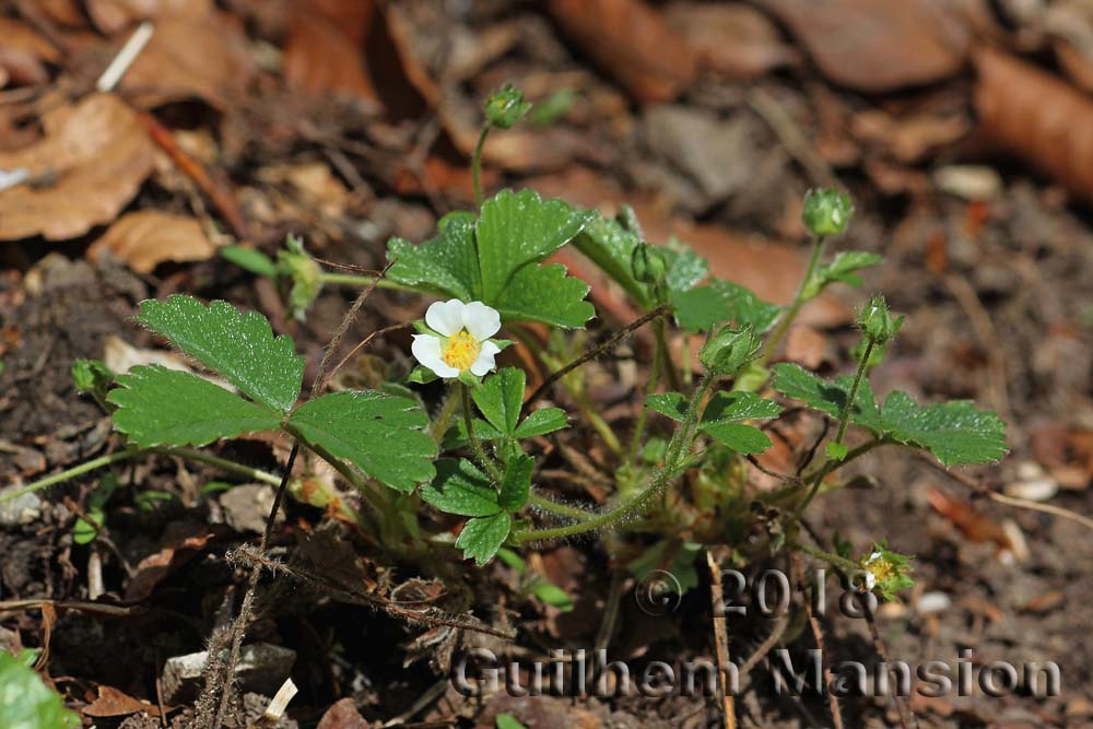 Potentilla sterilis