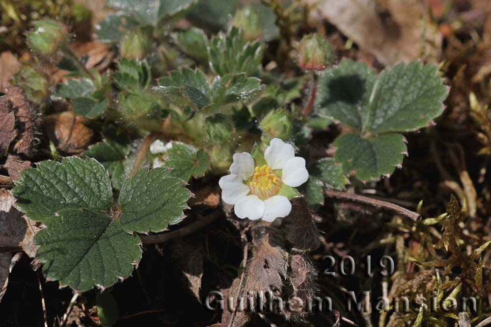 Potentilla sterilis