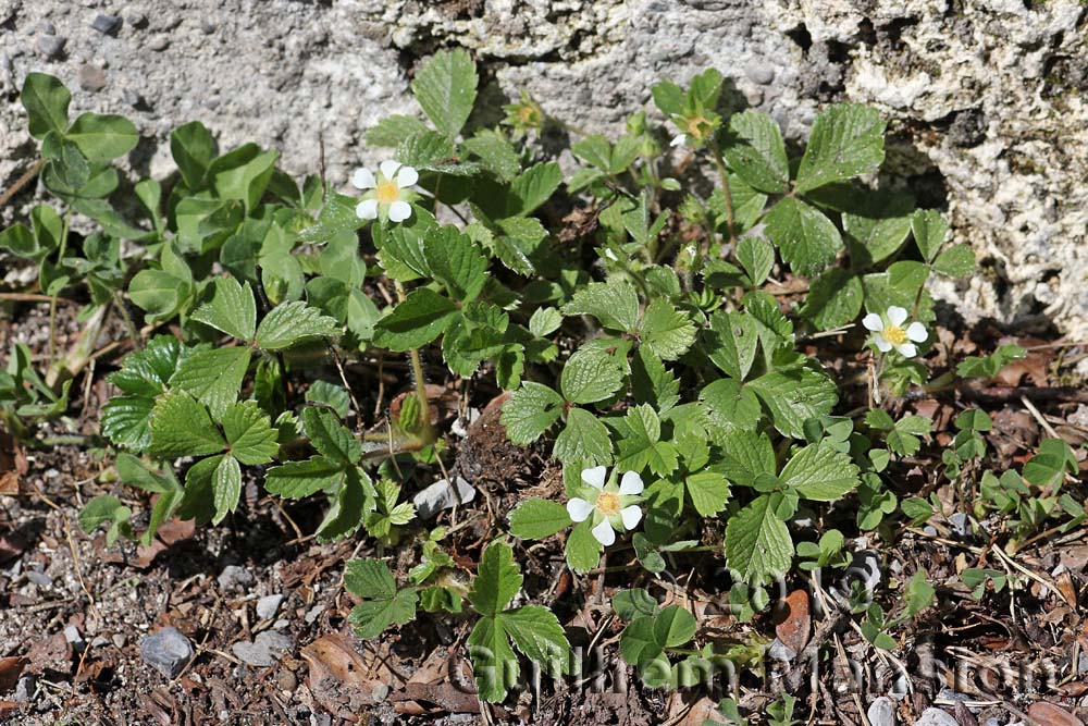 Potentilla sterilis