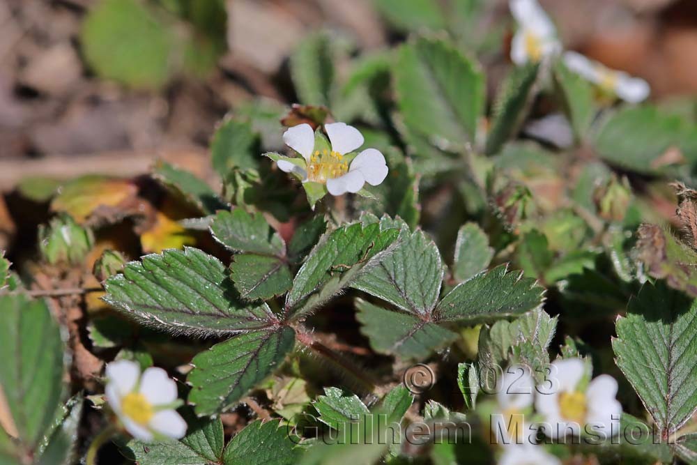 Potentilla sterilis