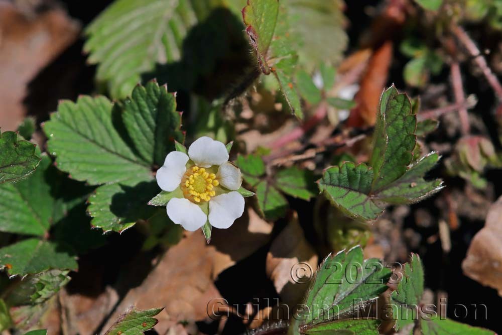 Potentilla sterilis