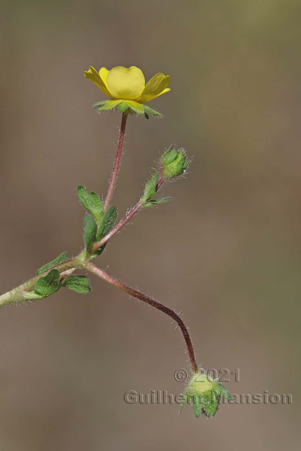 Potentilla verna