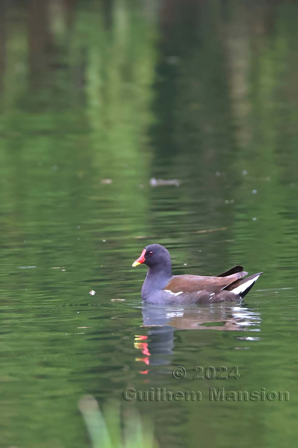 Gallinula chloropus - Gallinule poule-d'eau