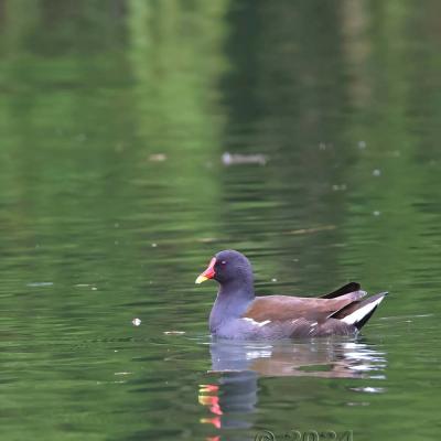 Gallinula chloropus - Gallinule poule-d'eau