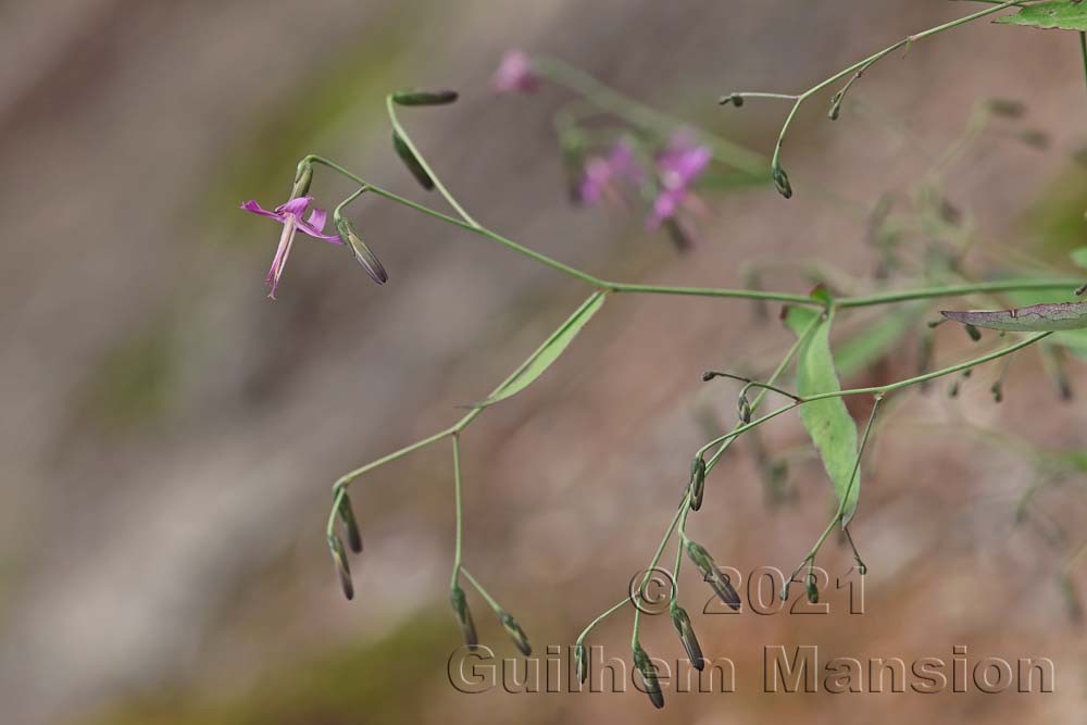 Prenanthes purpurea