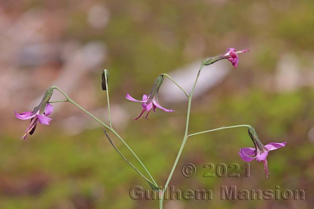 Prenanthes purpurea