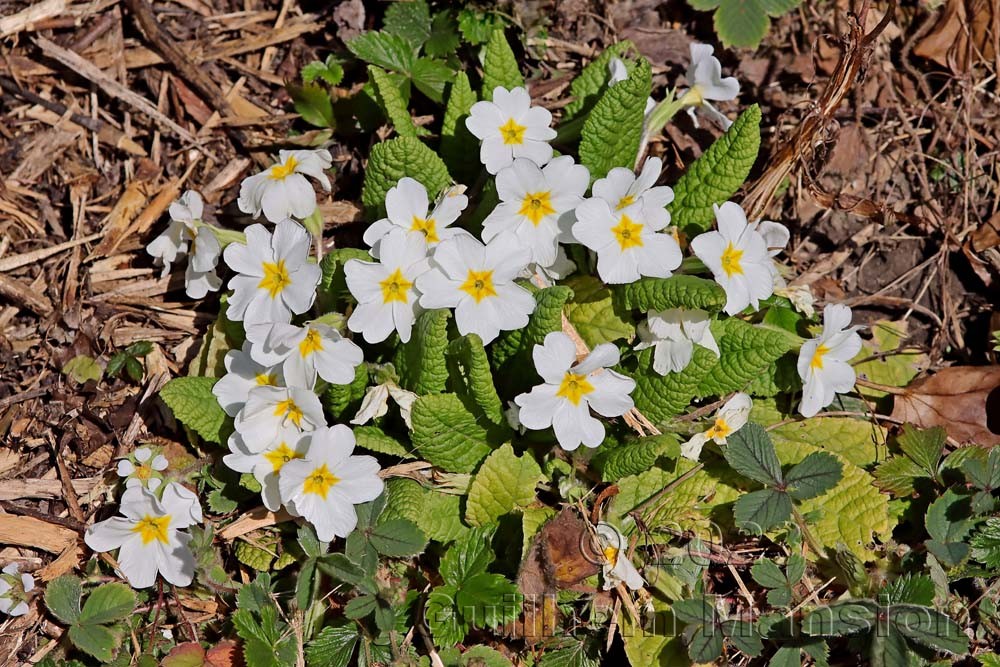 Primula acaulis