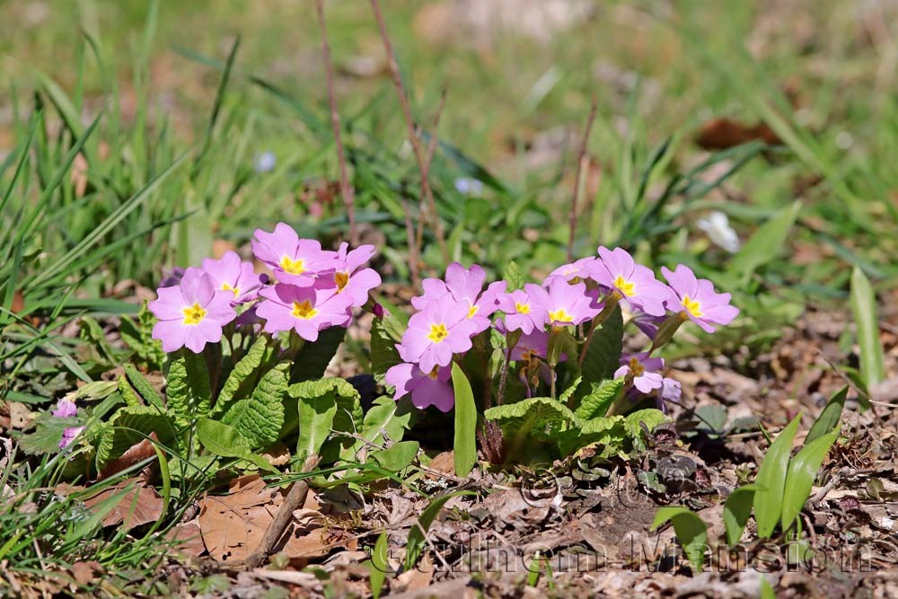 Primula acaulis