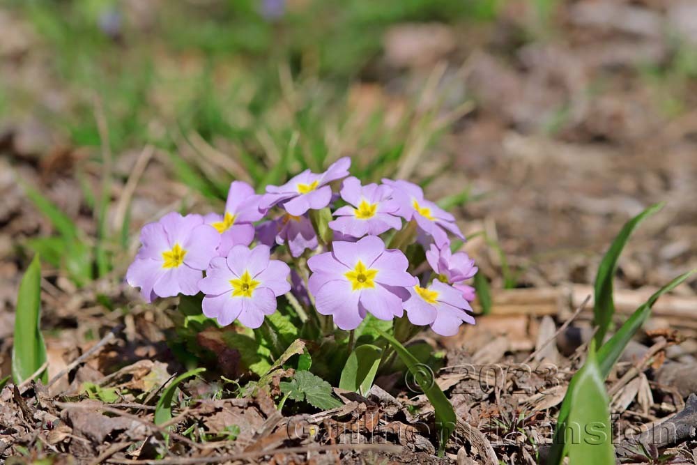 Primula acaulis