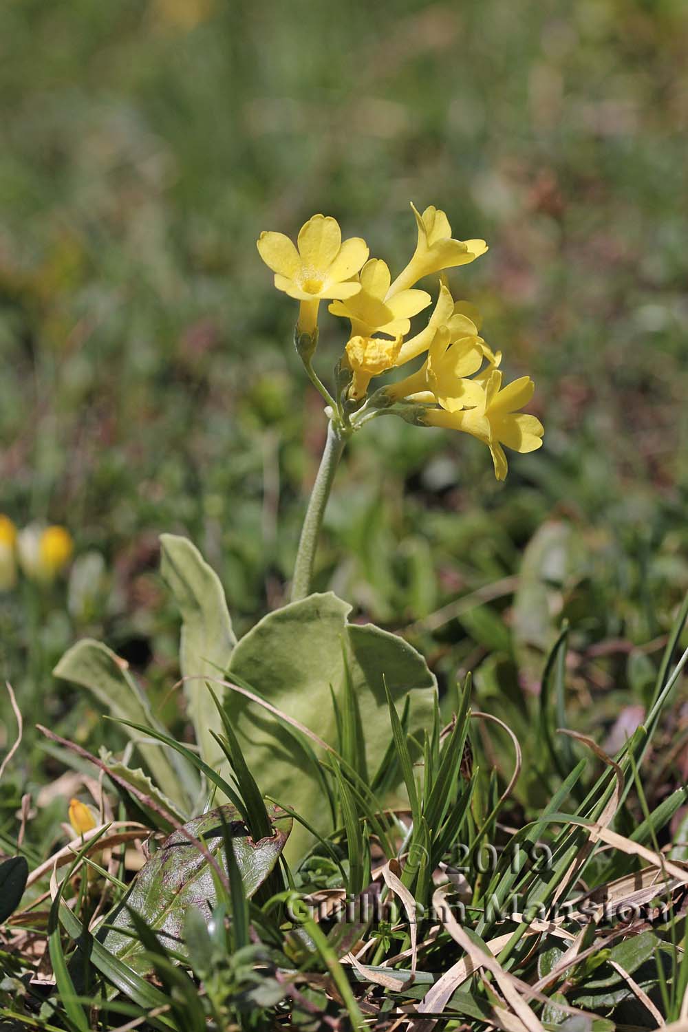 Primula auricula