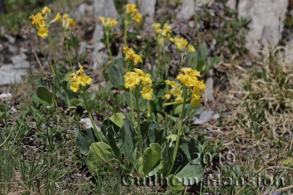 Primula auricula