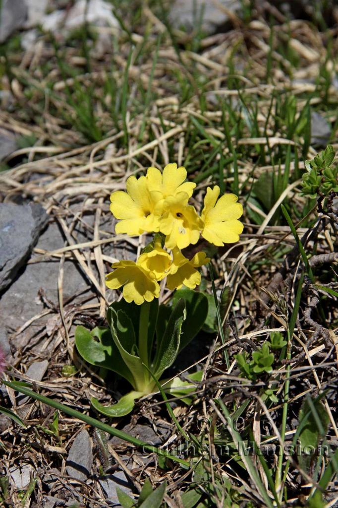 Primula auricula