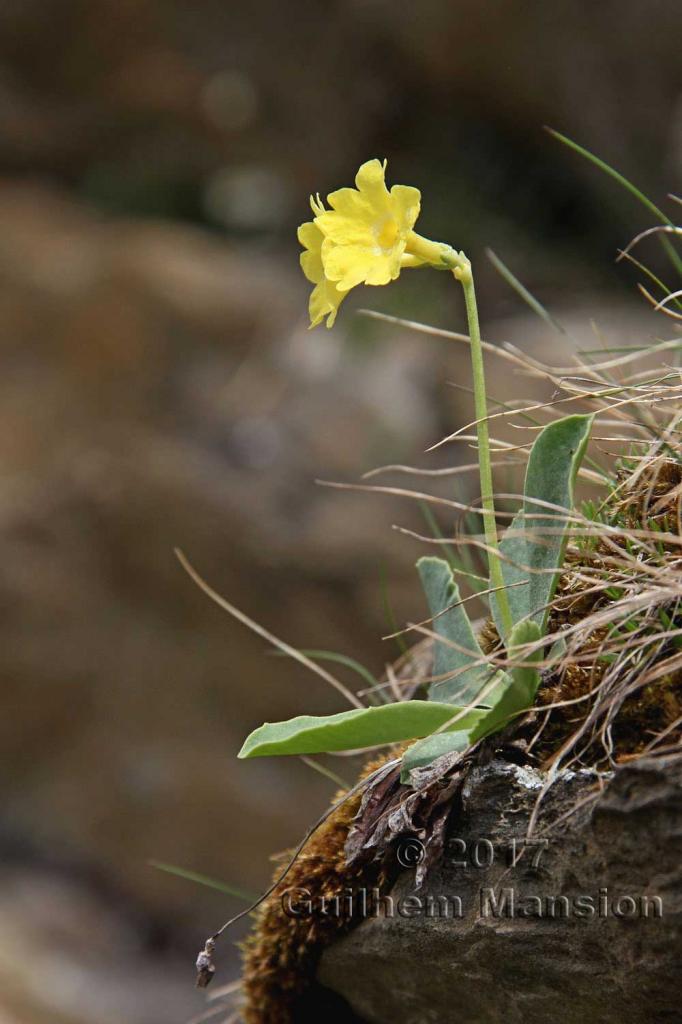 Primula auricula