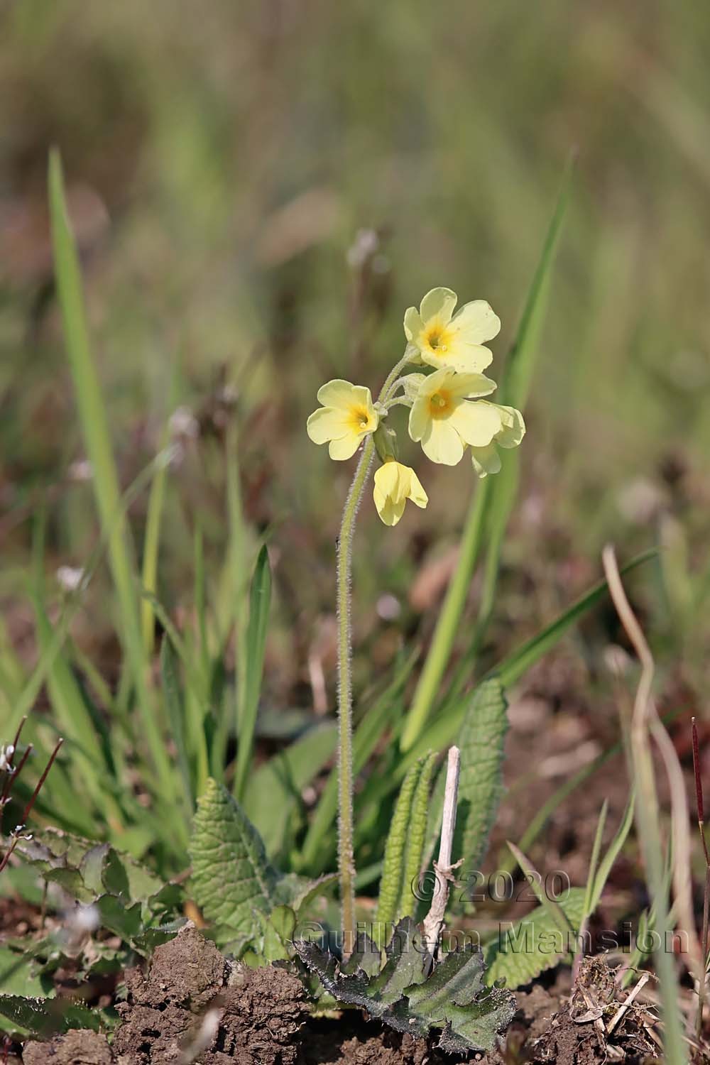 Primula elatior