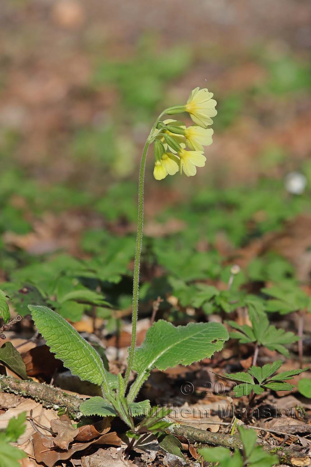 Primula elatior