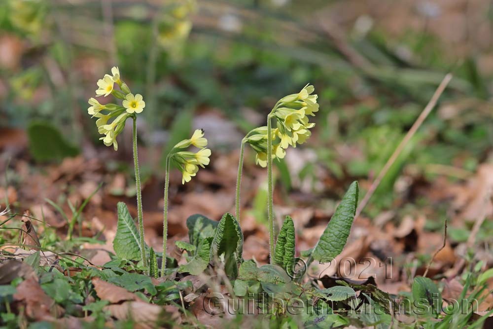 Primula elatior