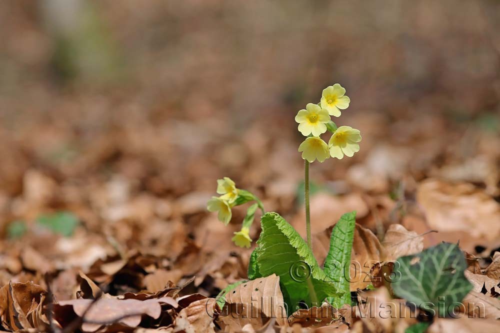 Primula elatior