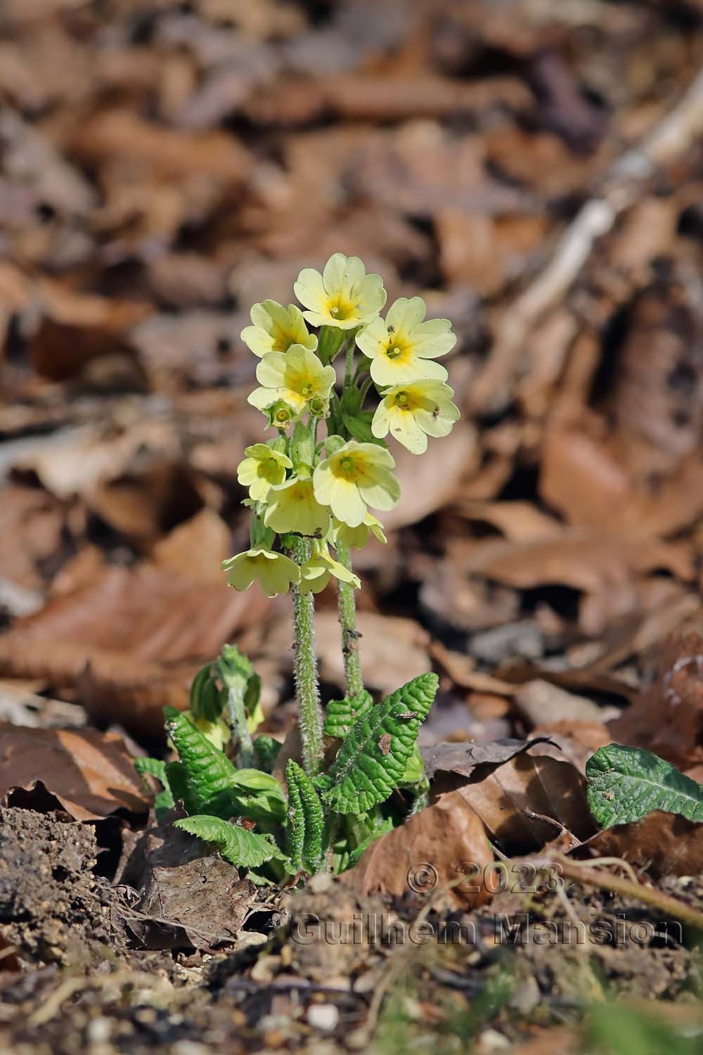 Primula elatior