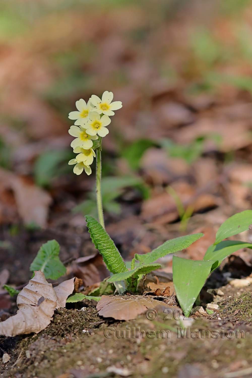 Primula elatior