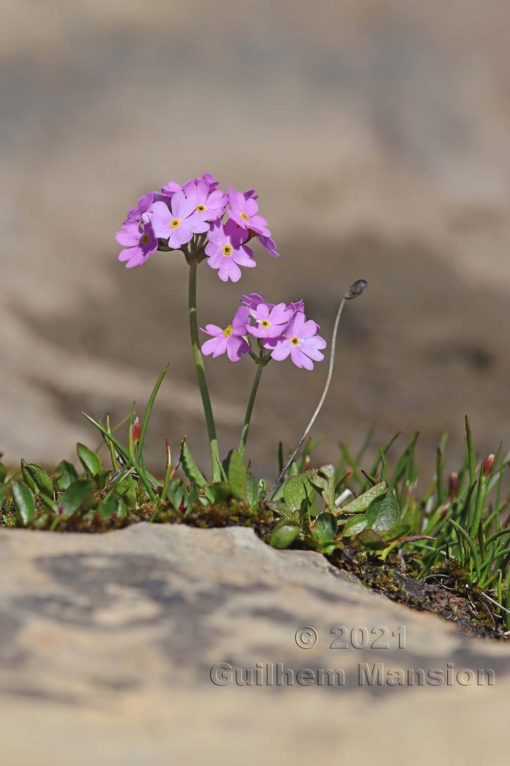 Primula farinosa