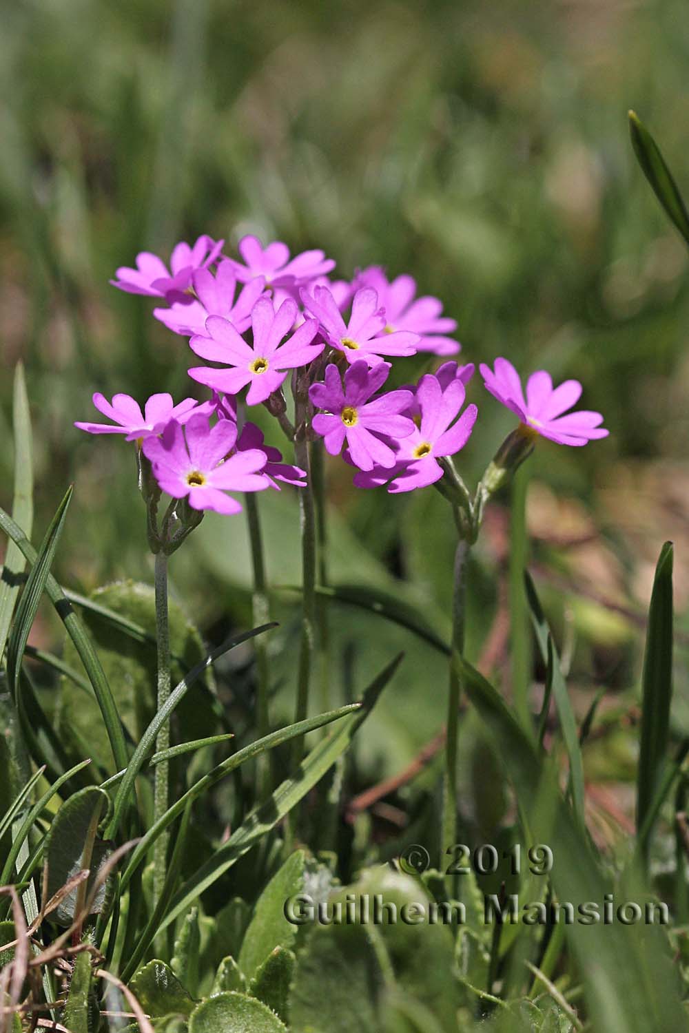 Primula farinosa