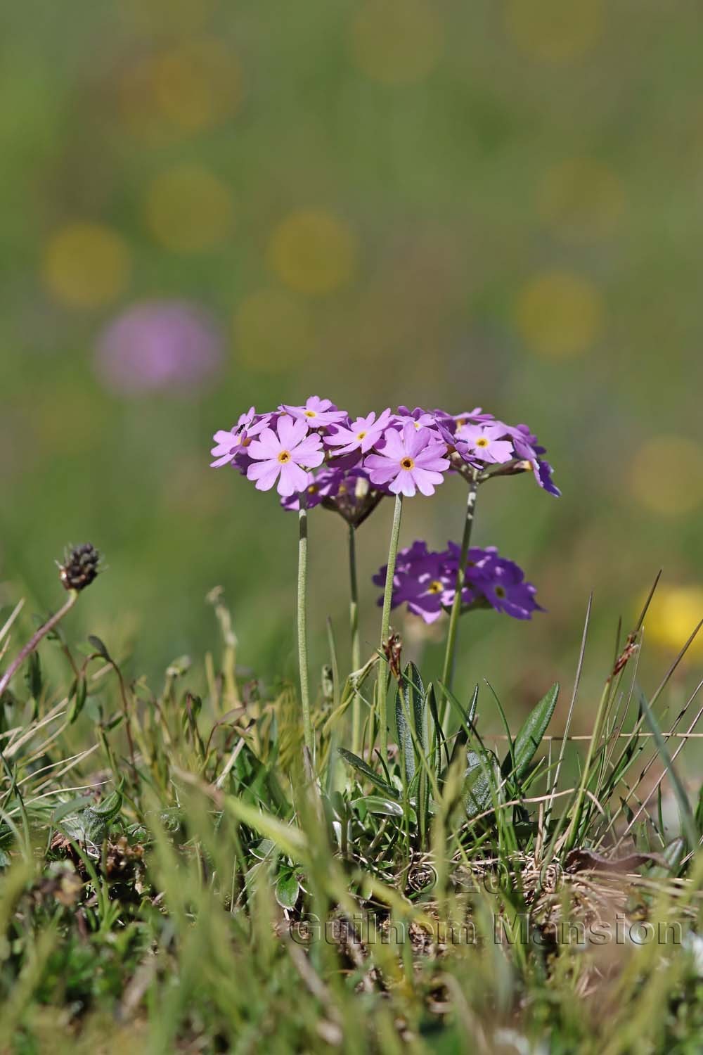 Primula farinosa