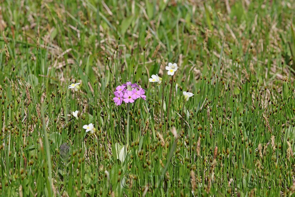 Entlebuch - Biosphère UNESCO