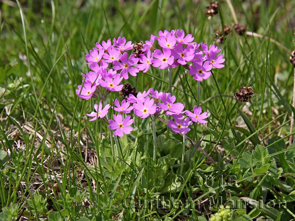 Primula farinosa