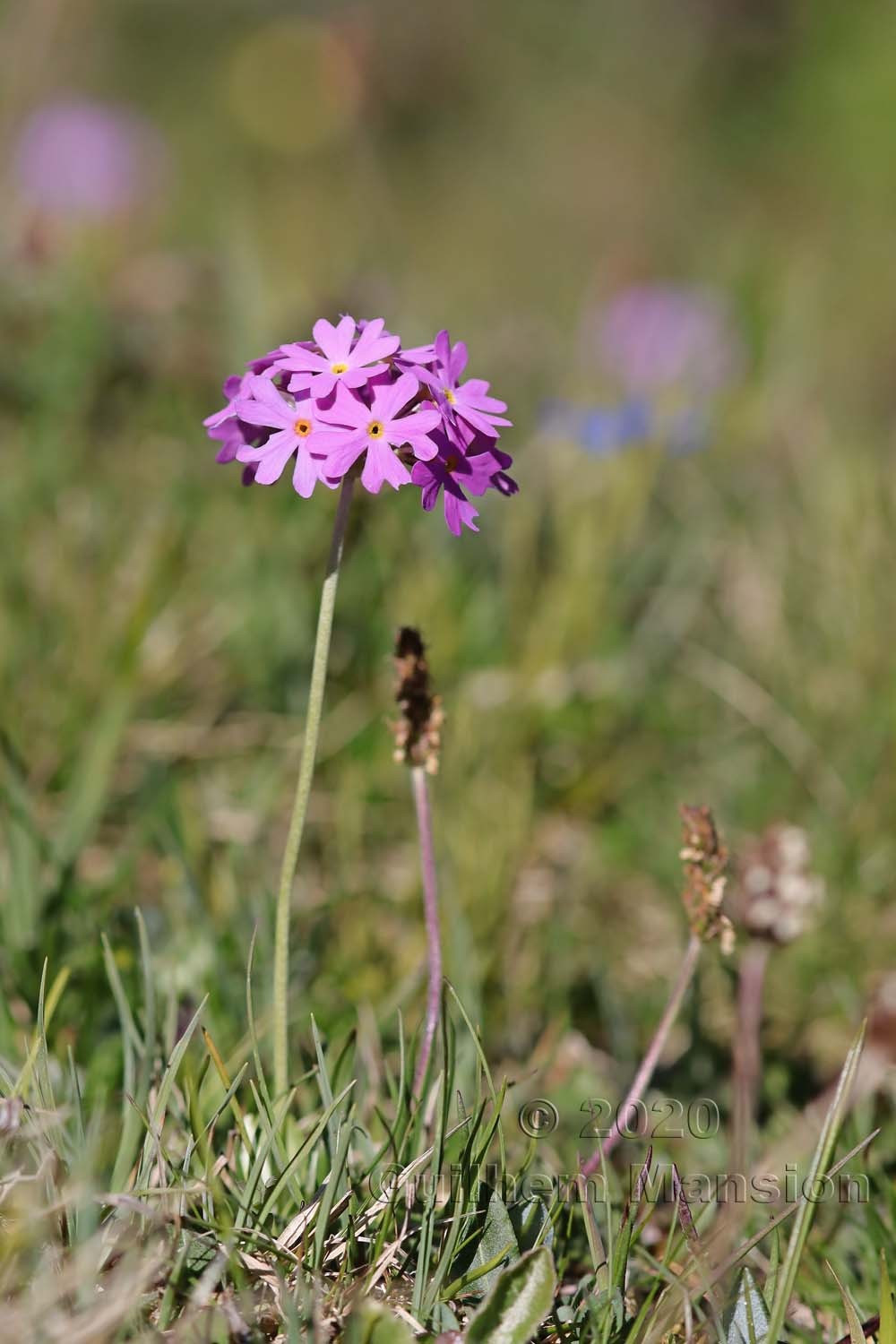 Primula farinosa