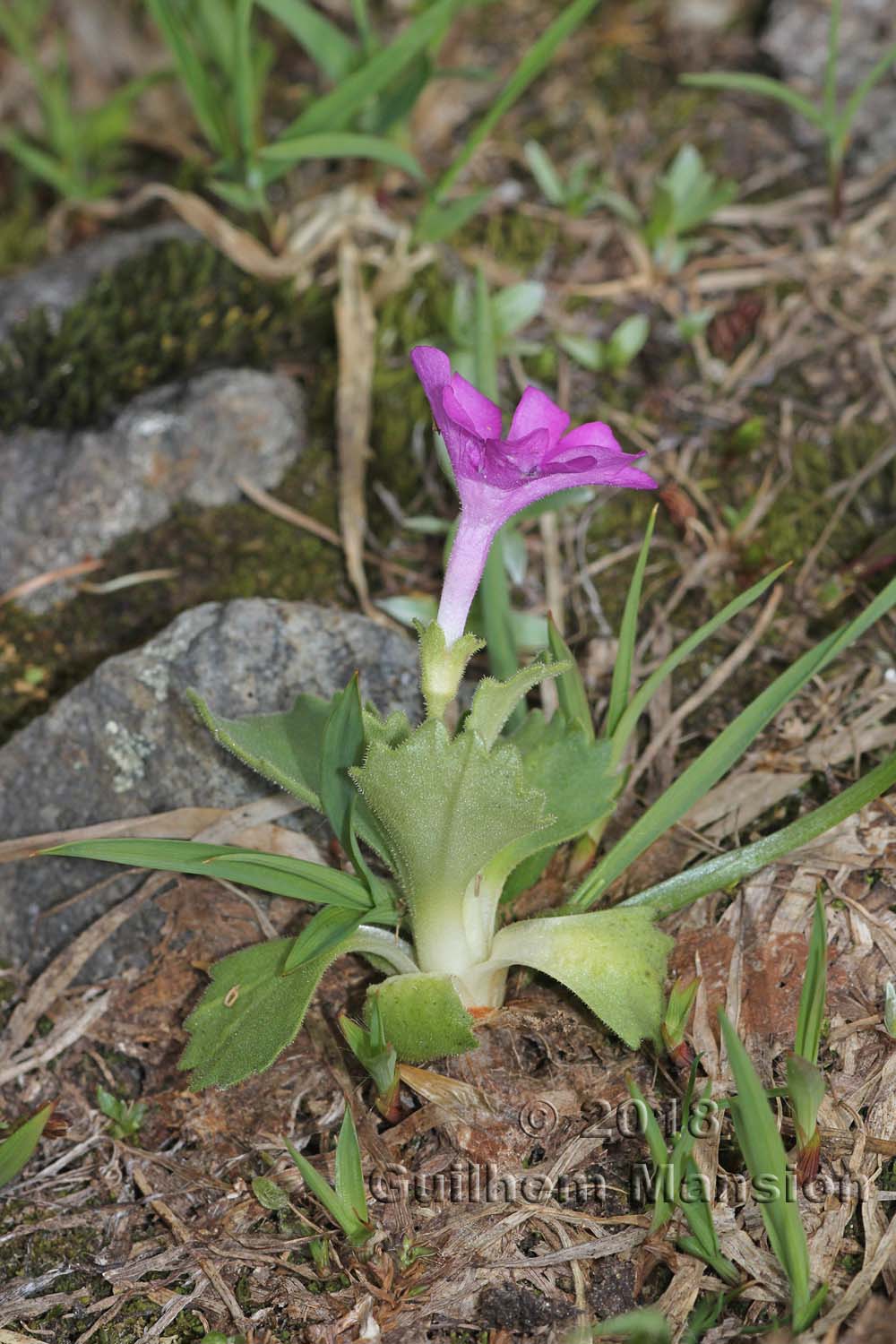 Primula hirsuta